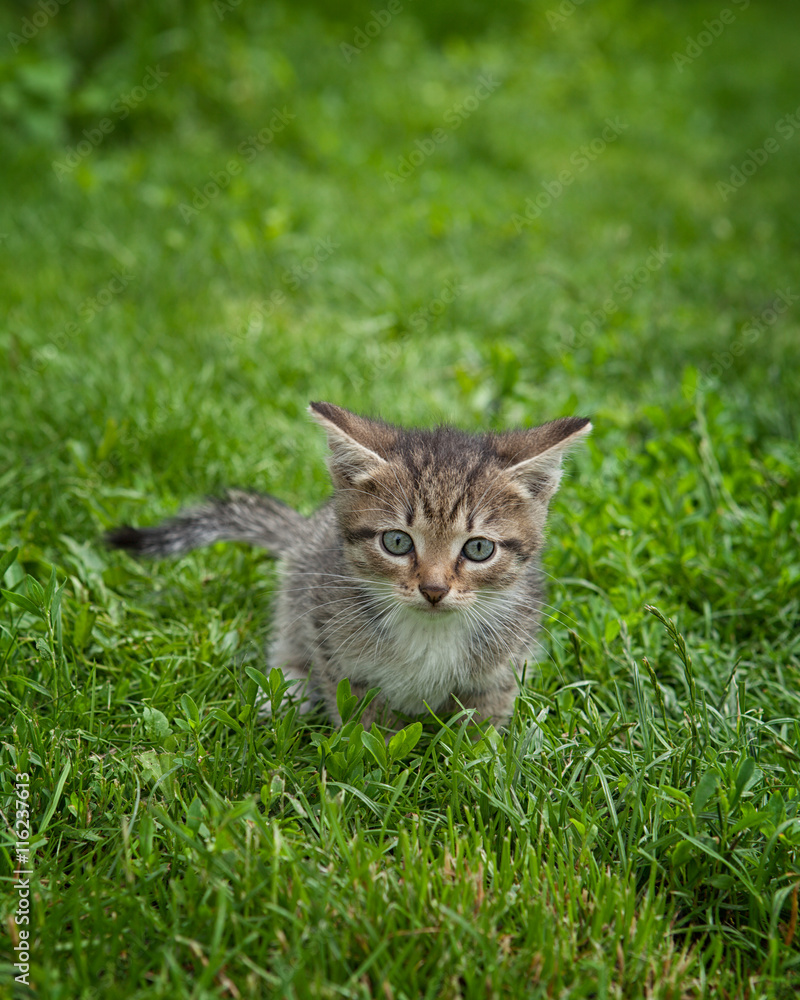 A cute kitten in the grass looking at the camera A cute kitten in the grass looking at the camera