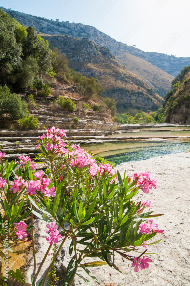Flowered oleander plant in the natural reserve Cavagrande, Sicily, the canyon and one of its natural pools in the background