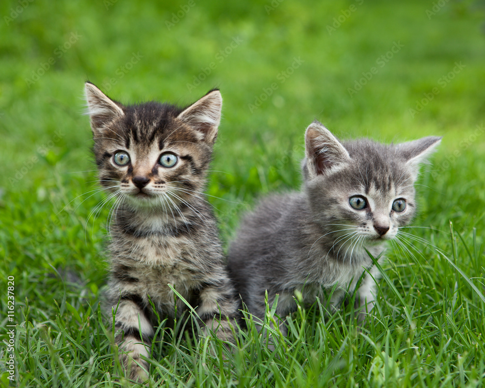 Two curious kittens with expression eyes sitting outside and loo Two curious kittens with expression eyes sitting outside and loo