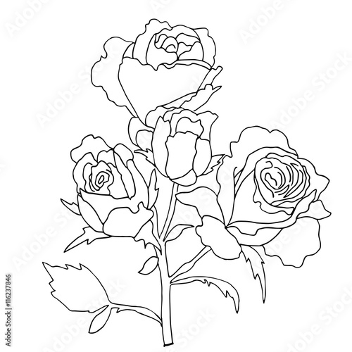 hiqh quallity rose for coloring of tattoo drawn in outline photo