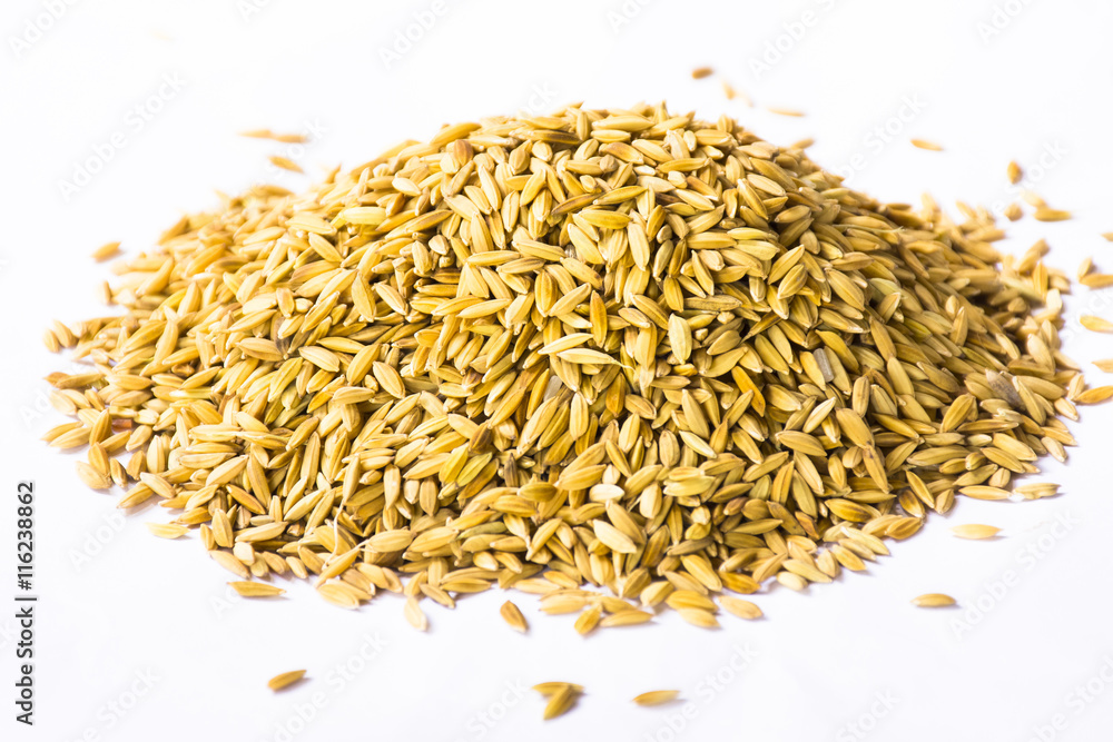 Paddy isolated on white background.Raw food or Rice has not yet been processed Paddy isolated on white background.Raw food or Rice has not yet been processed