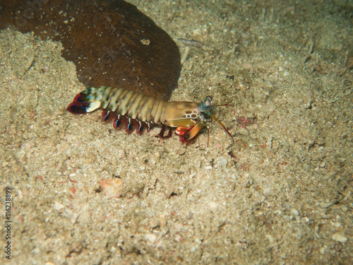 closed up the mantis shrimp in Myanmar divesite
