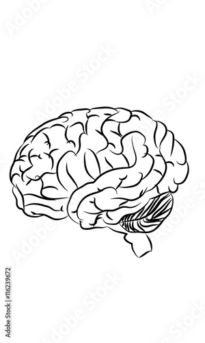 Disegno cervello umano
