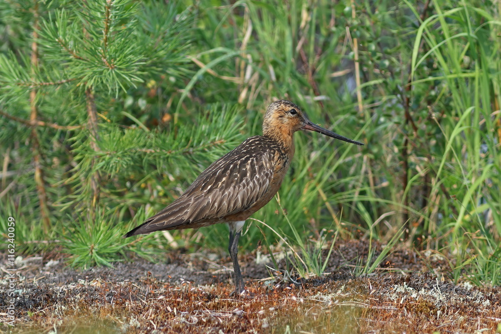 Limosa lapponica. A male of a bird against foliage Limosa lapponica. A male of a bird against foliage