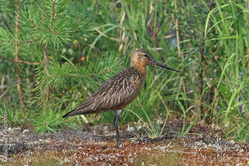 Limosa lapponica. A male of a bird against foliage