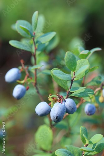 Mature fruits of blueberry close up