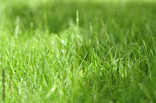 Photo grass, grass background, grass in sunlight, part of the me