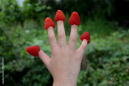 Himbeeren an den Fingern einer Kinderhand vor grünem Natur - Hintergrund photo