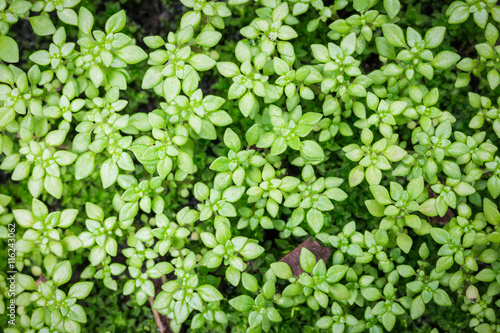 Wallpaper Mural Background of small green leaves Torontodigital.ca