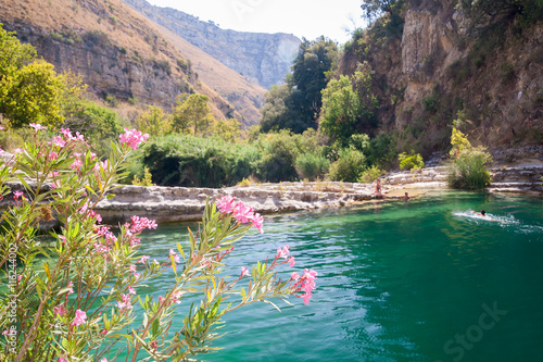 Flowered oleander plant in the natural reserve Cavagrande, Sicily, the canyon and one of its natural pools in the background photo