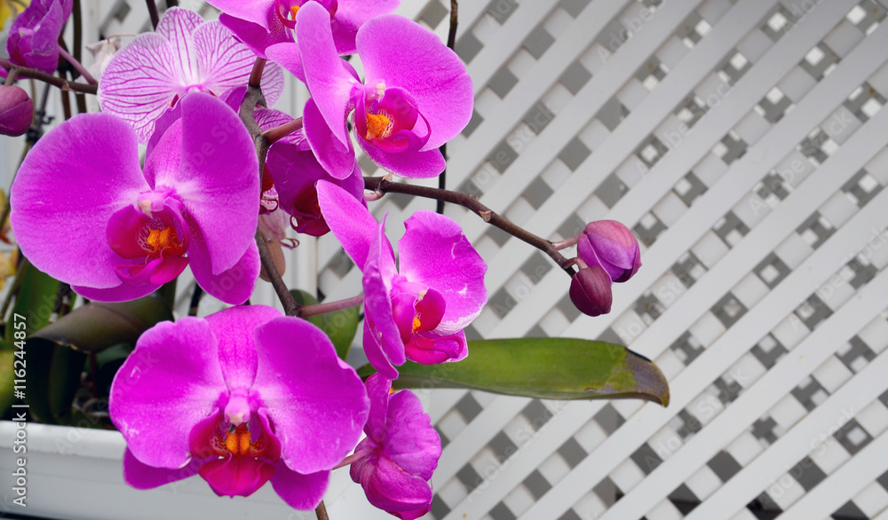 Fototapeta premium Purple orchid flowers on a white decorative wall background.Selective focus.