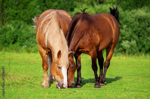 Two horses eating grass together