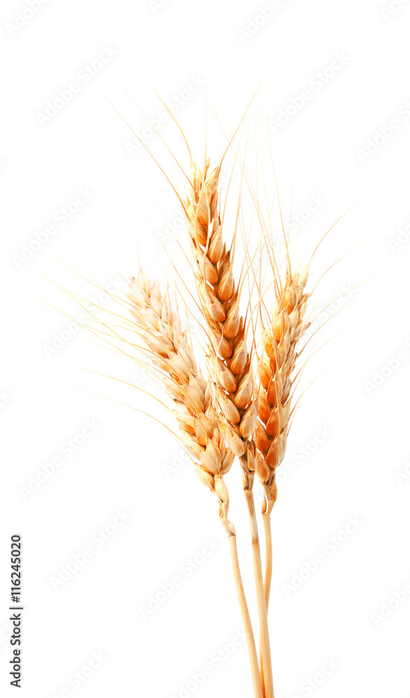 Wheat ears isolated on a white background closeup Wheat ears isolated on a white background closeup