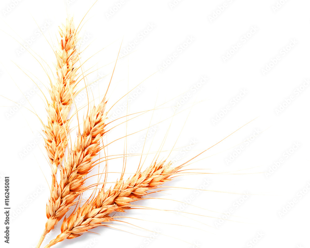 Wheat ears isolated on a white background Wheat ears isolated on a white background