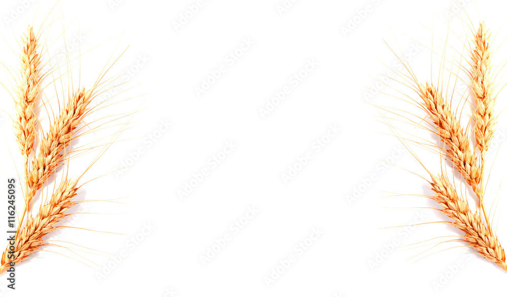 Obraz premium Wheat ears isolated on a white background