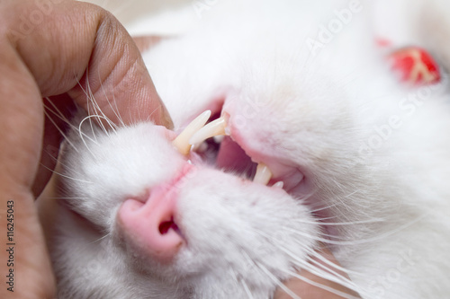 Fototapeta Naklejka Na Ścianę i Meble -  A veterinarian is examining a cat's teeth