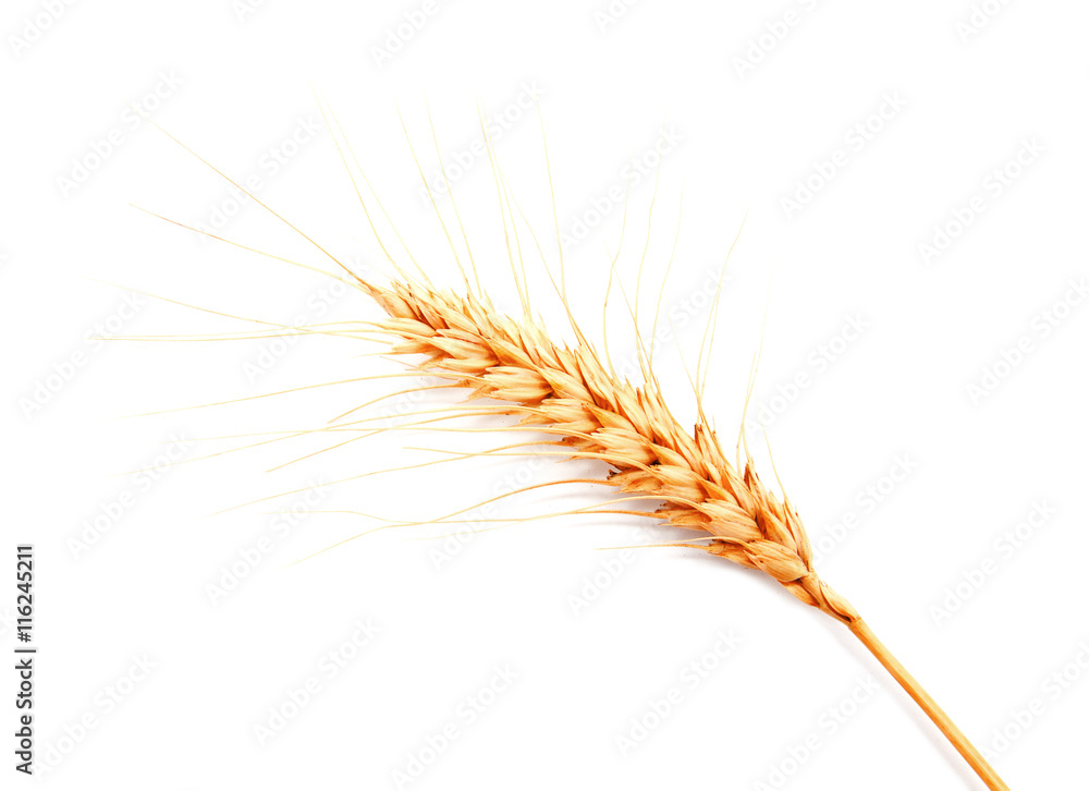 Wheat ears isolated on a white background Wheat ears isolated on a white background