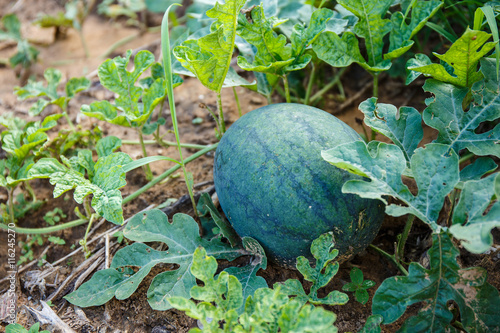 growing water-melon in the field.
