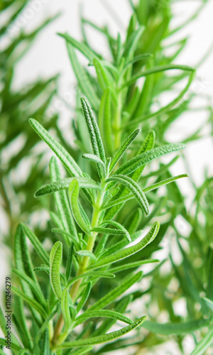 Fresh Rosemary Herb grow outdoor. Rosemary leaves Close- up, sel