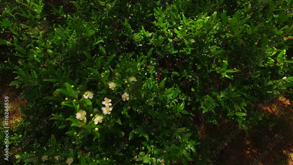 White flowers on green bush. White flowers on green bush.