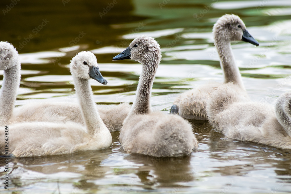 Fototapeta premium swan and cygnets first time in the water