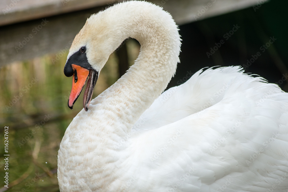 Fototapeta premium swan and cygnets first time in the water