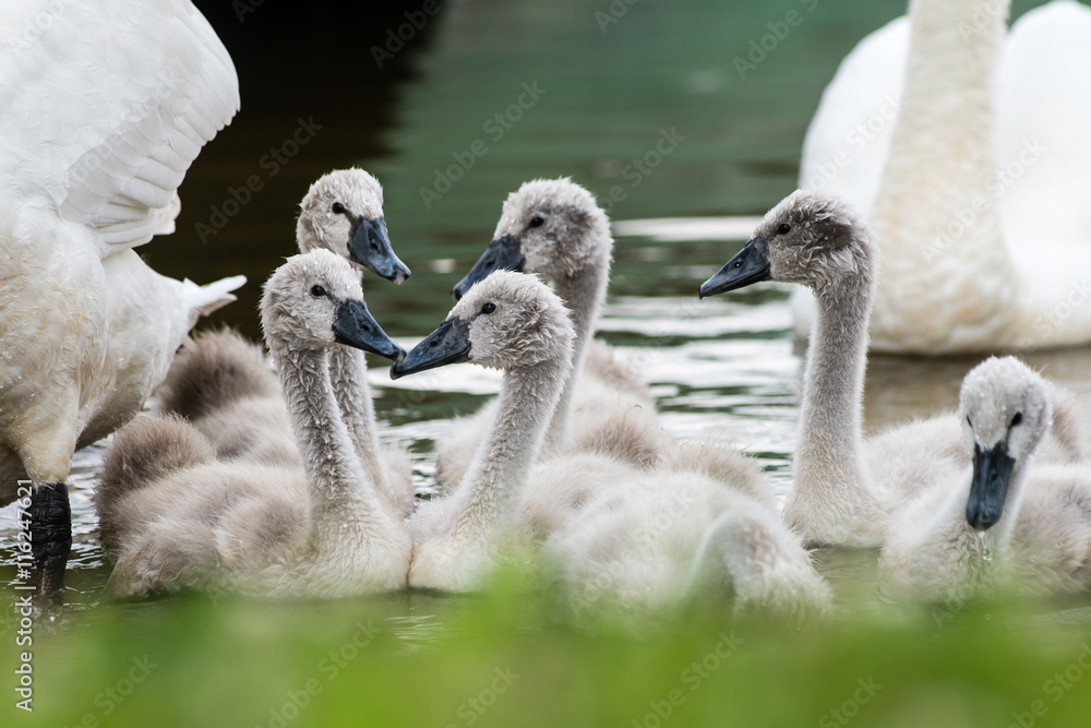 Fototapeta premium swan and cygnets first time in the water