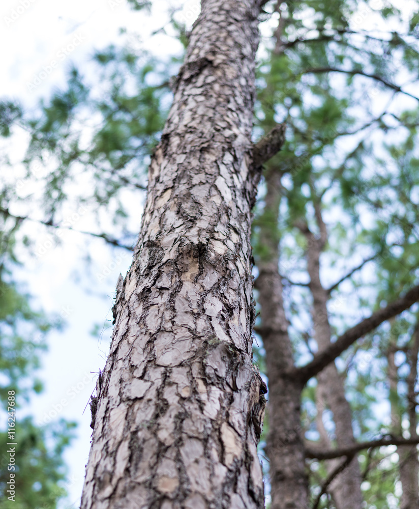 Pine tree forest.