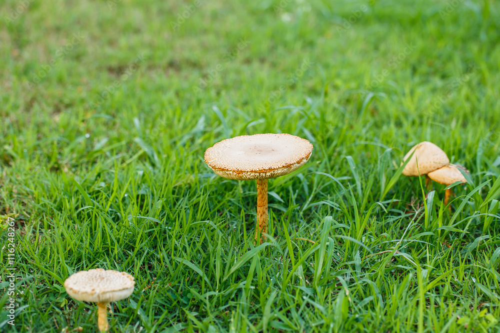 Mushroom in the tropical forests of Thailand. Mushroom in the tropical forests of Thailand.
