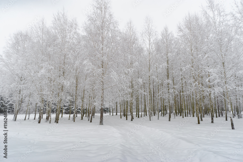Birch trees under high pressure by snow and ice