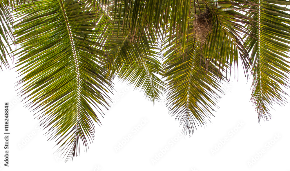 Fototapeta premium palmes de cocotier sur fond blanc 