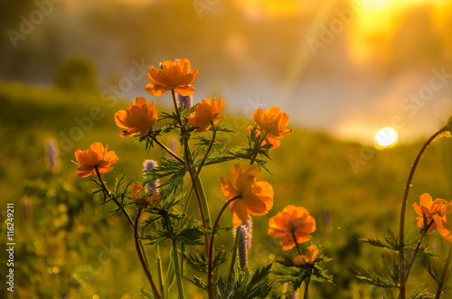 thick morning fog in the summer forest