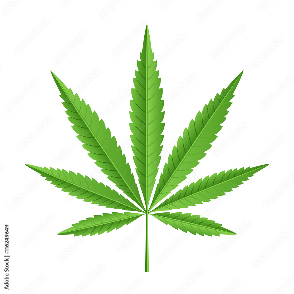 Vector leaf of marijuana Vector leaf of marijuana