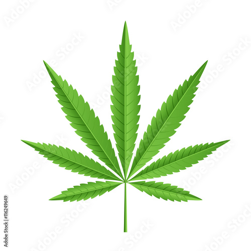 Vector leaf of marijuana