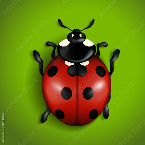 Red ladybird on green background. Vector illustration.
