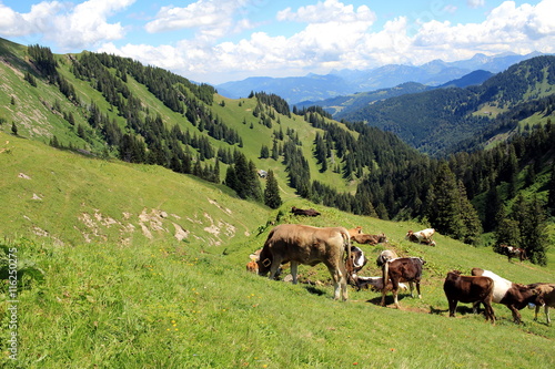 Bergwiese mit weidenden Kühen und Berggipfeln im Hintergrund