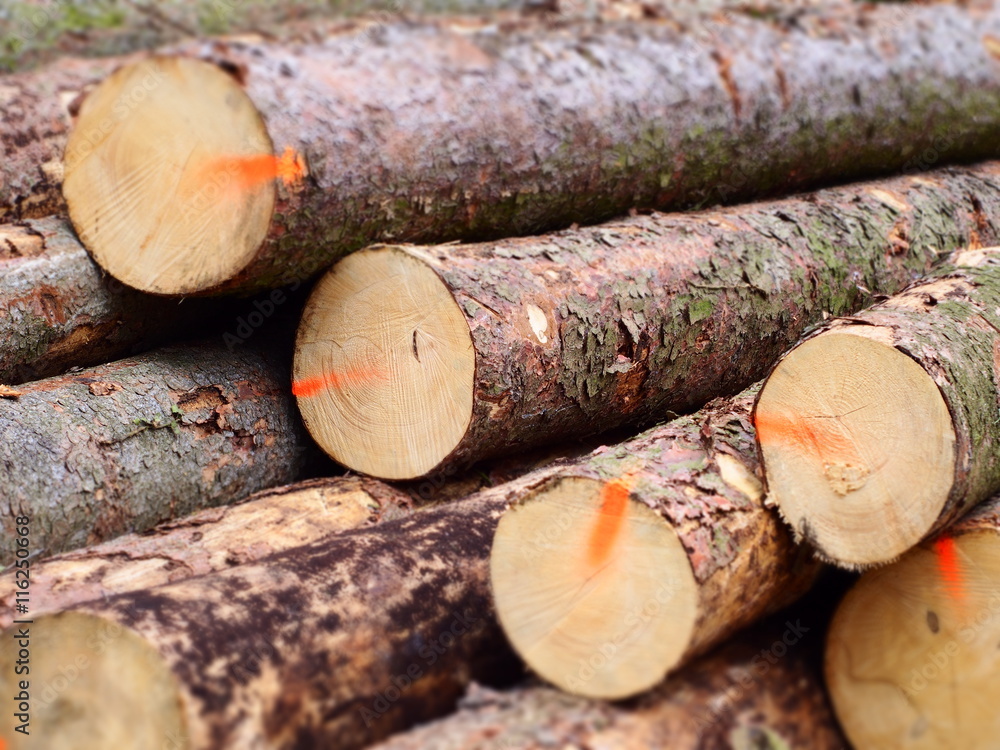 Mit roter Farbe markierte gerodete Fichtenbäume 