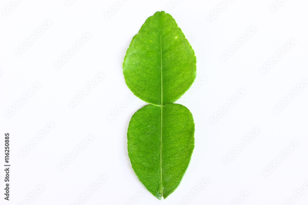 Fototapeta premium kaffir lime leaves