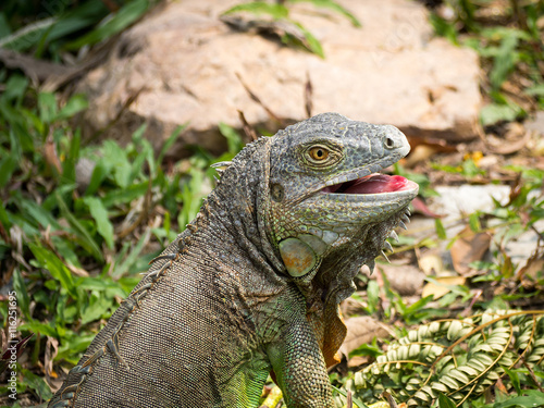 Portrait of green iguana