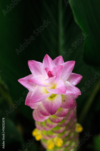 siam tulip flower or Patumma in garden