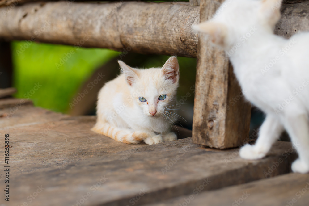 White stray kitten unattended. White stray kitten unattended.