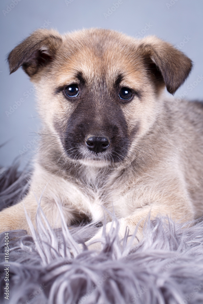 purebred puppy purebred puppy