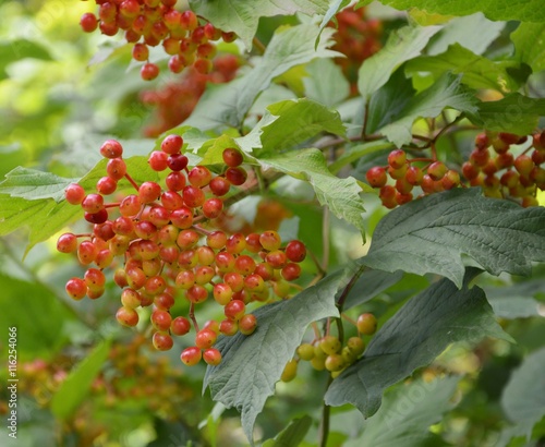  gew. Schneeball (Viburnum opulus) photo