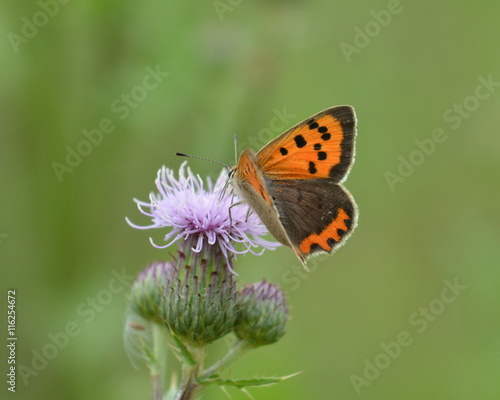 Small copper butterfly or Lycaena Phlaeas on thistle flower © lucia2311
