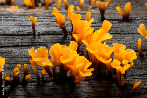 Close up of yellow mushrooms on stumps.(Dacryopinax Spathularia) photo