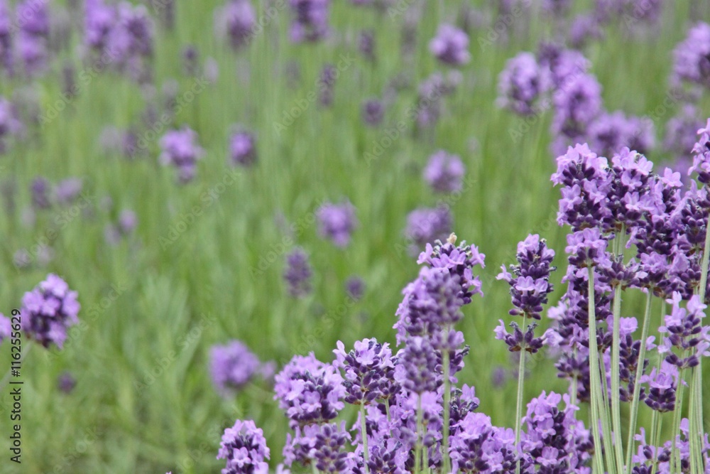 Naklejka premium 富良野ラベンダー