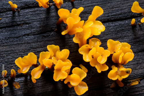 Close up of yellow mushrooms on stumps.(Dacryopinax Spathularia) photo