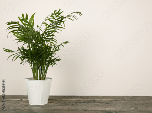 A house plant in a pot on a wooden table top background
