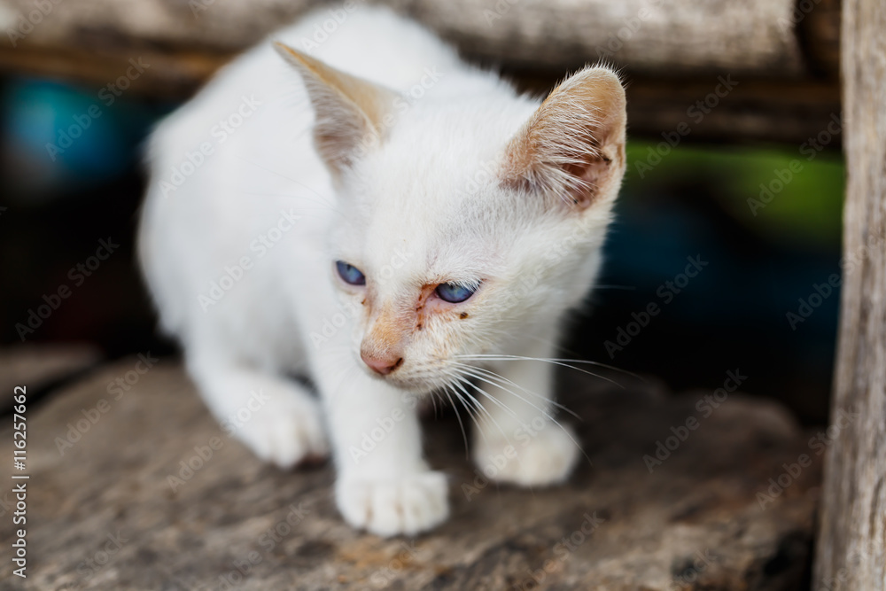 Obraz premium White stray kitten unattended.