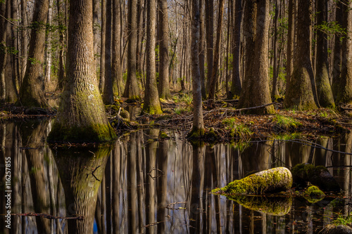 Fotografia "Swamp Thing"  January morning in Green Pond, South Carolina